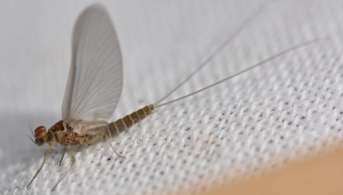 Réf. 357 895 : Baetis sp.